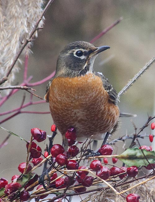 Robin with Rose Hips