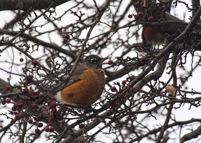 Robin in the Crabapple