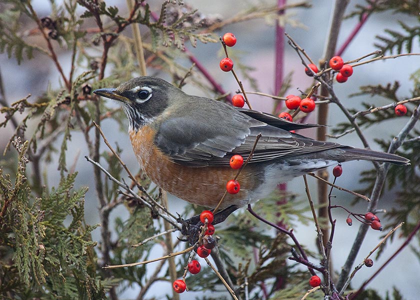 Robin with Berries