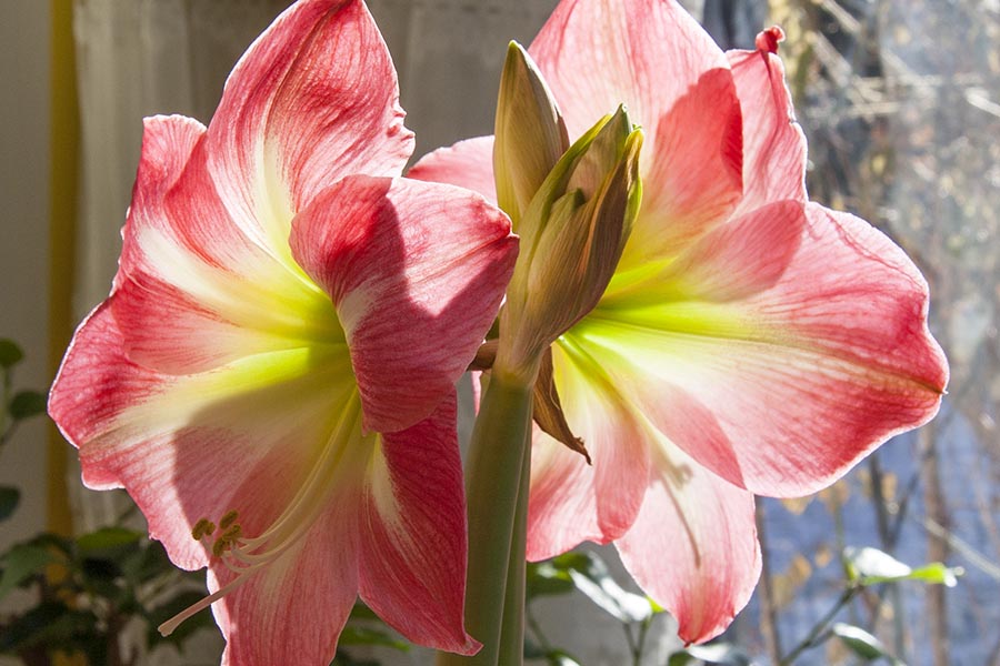 Amaryllis into the Sun