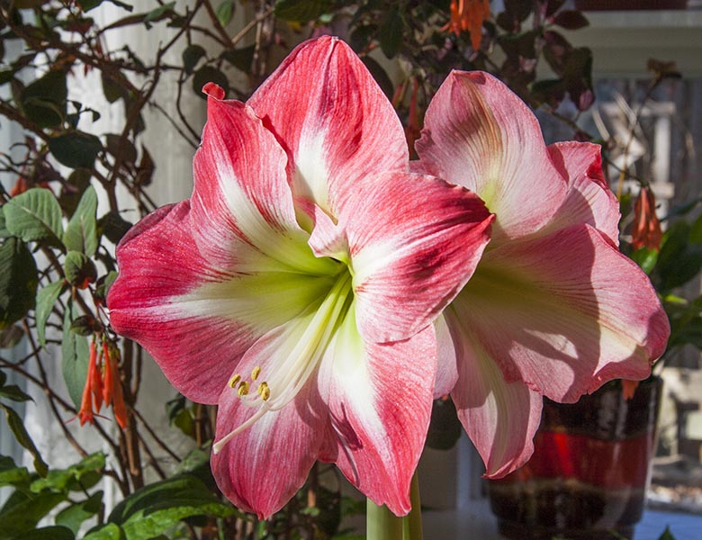 Amaryllis in the Sun