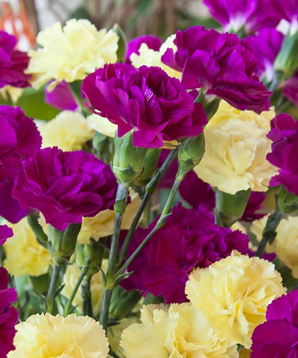 Valentine Carnations