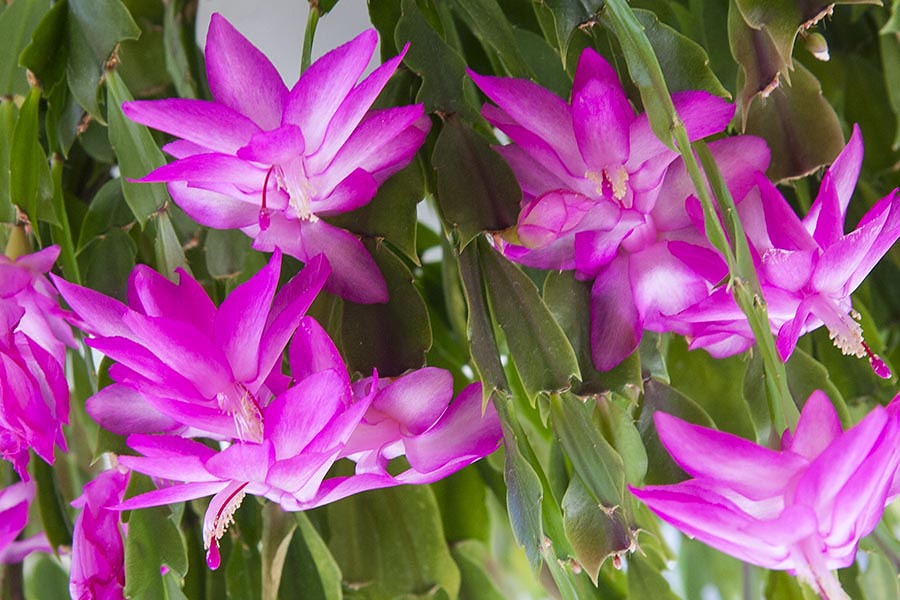 Second Round of Blooms