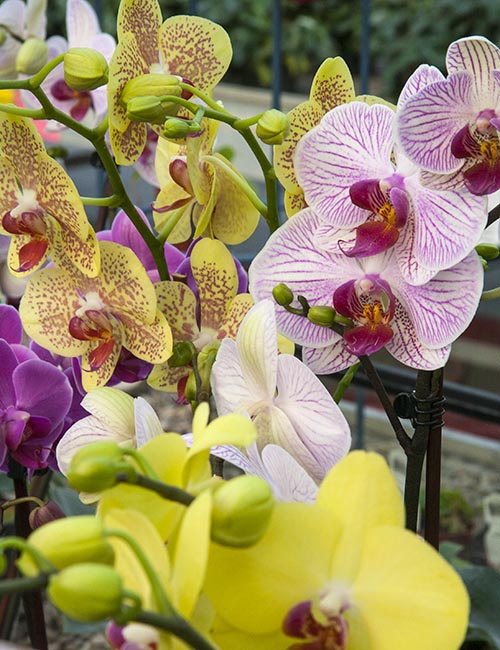 Orchids at Vandermeer