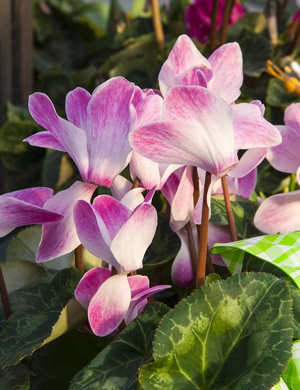 Cyclamen
