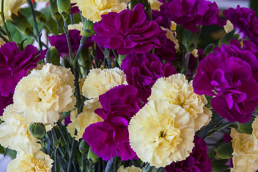 Mini Carnations