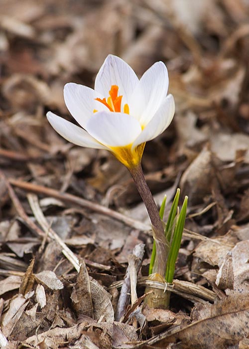 the Very First Crocus