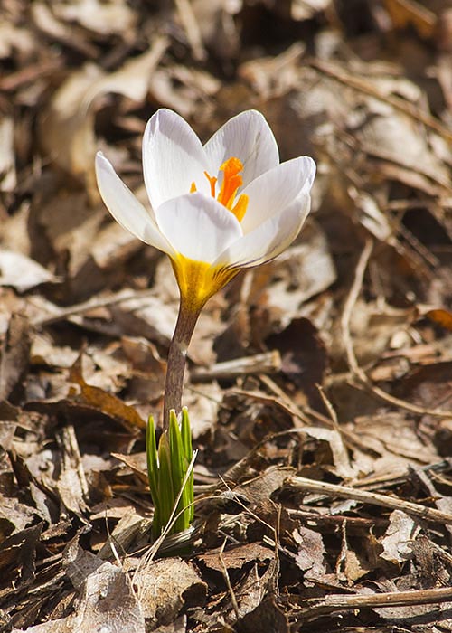 Crocus in the Sun