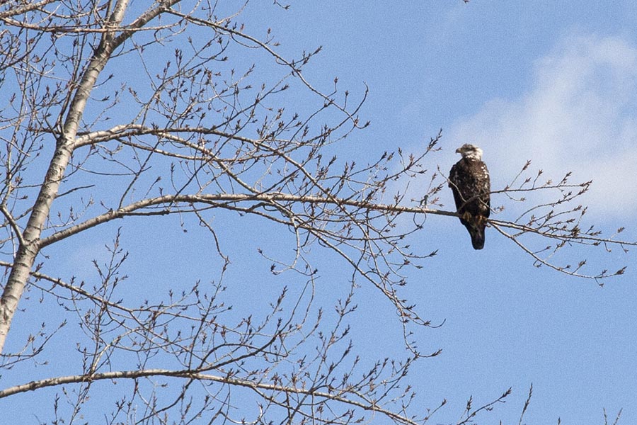 Bald Eagle