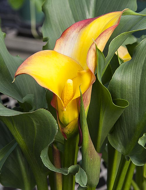 Flower at Vandermeer's