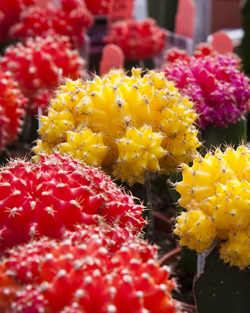 Colourful Cacti