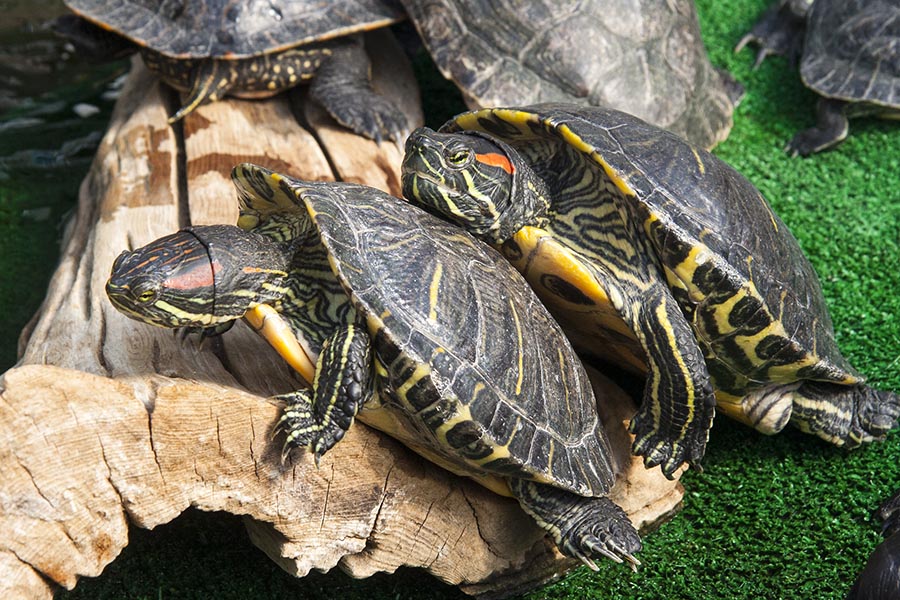 Sunning with a Friend
