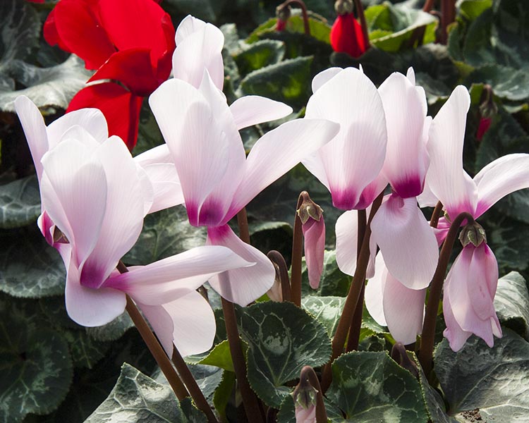 Pink Cyclamen
