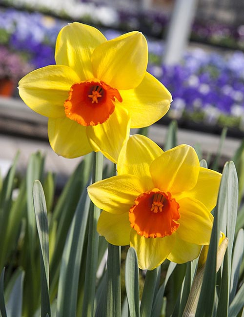 Daffodils in the Sun