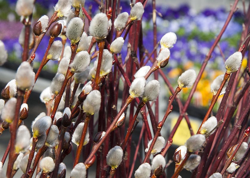 Lots of Pussy Willows