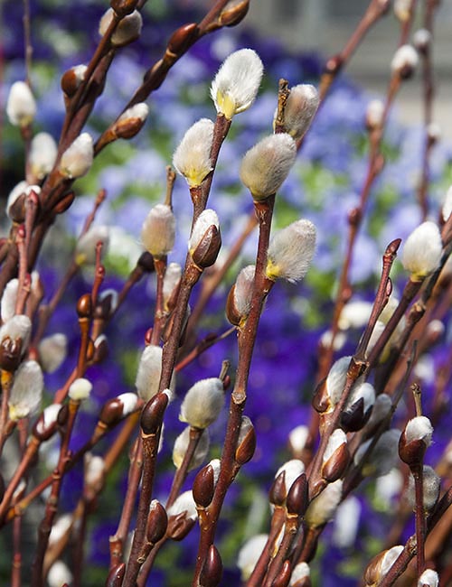 More Pussy Willows