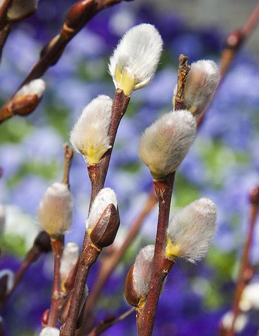 Pussy Willows Close Up