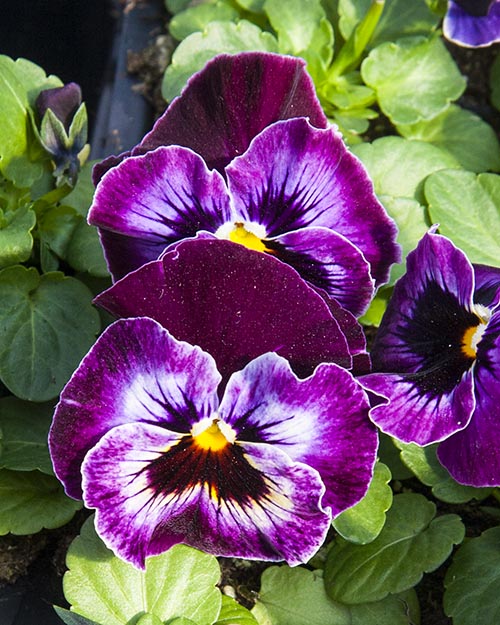 Purple Pansies
