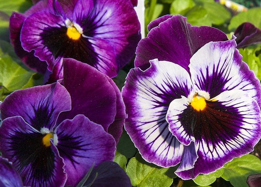 More Purple Pansies