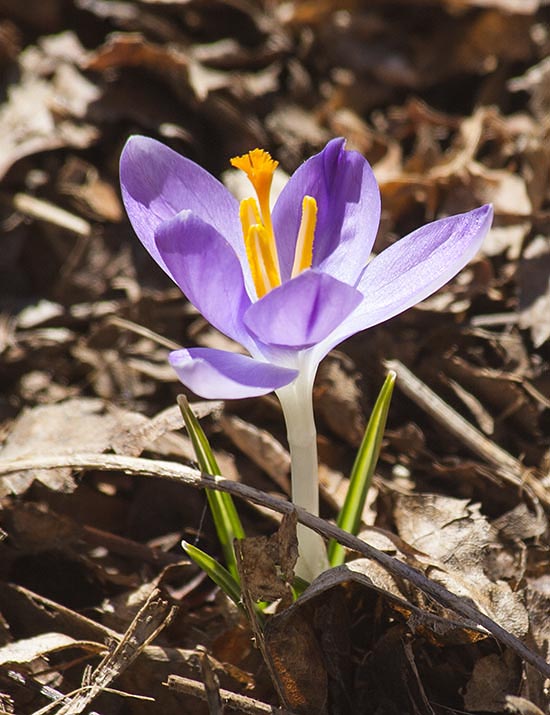 Purple Crocus