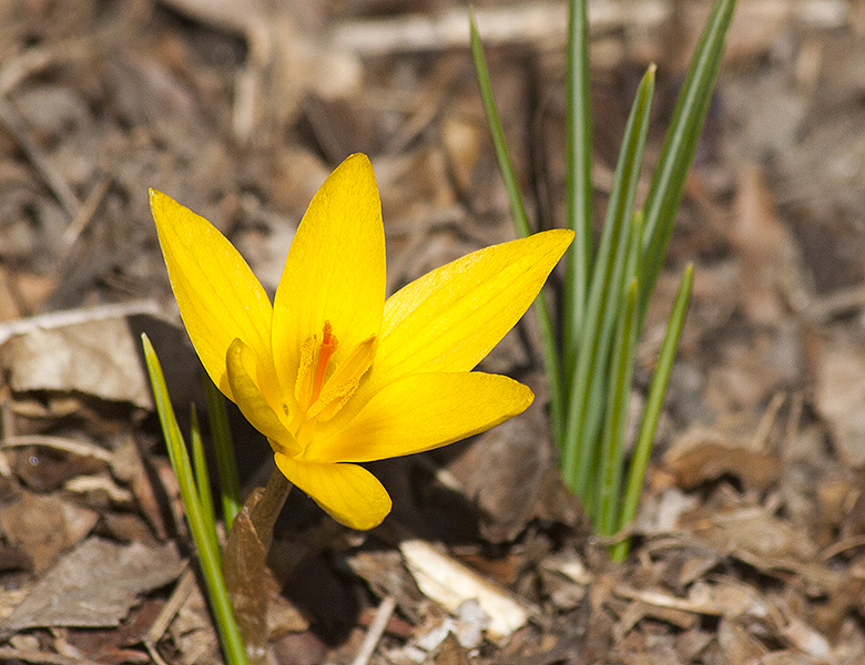 Golden Crocus