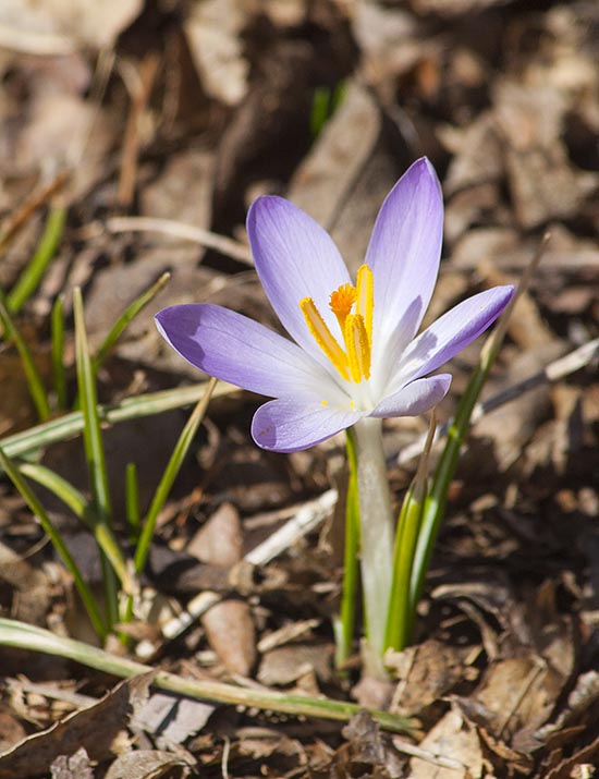 Another Purple Crocus