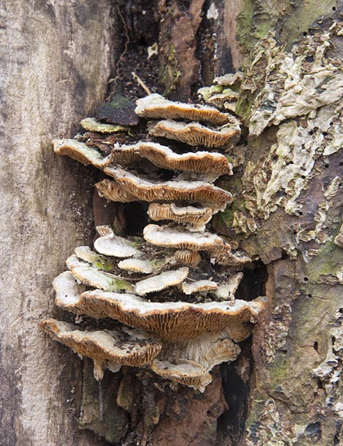 More Bracket Fungus
