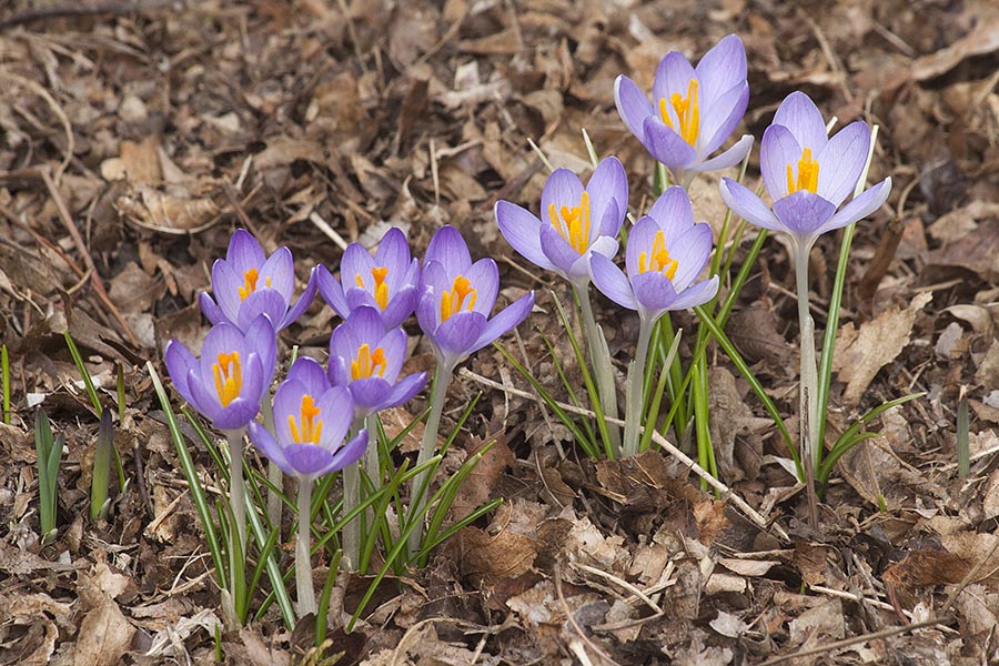 Crocuses Out Front