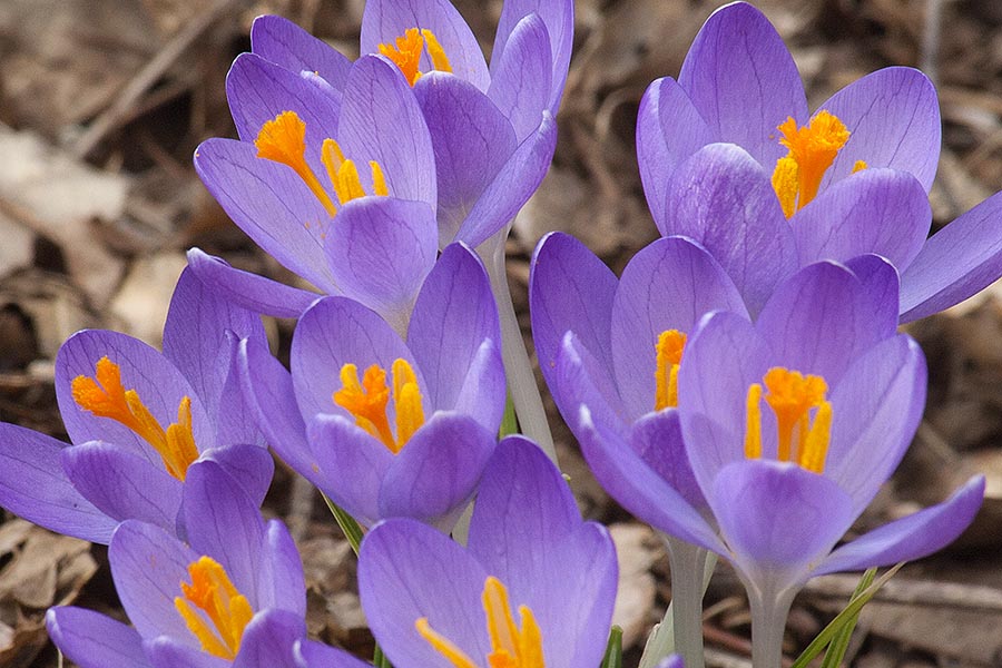 Crocus Close-Up