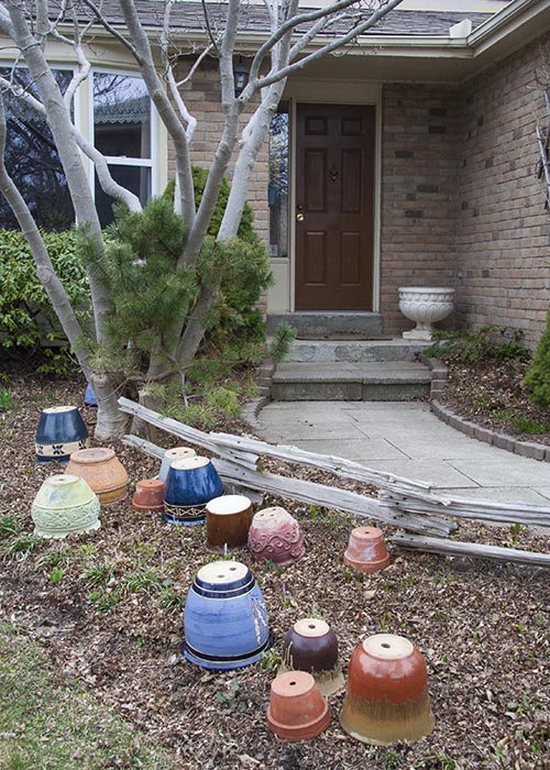 Protecting my Crocuses from the Coming Storm