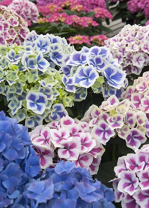 Hydrangeas at Vandermeer