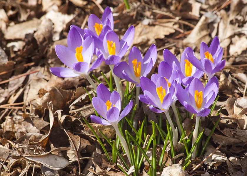 Crocuses in Full Bloom