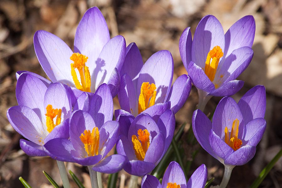 Crocus Close Up