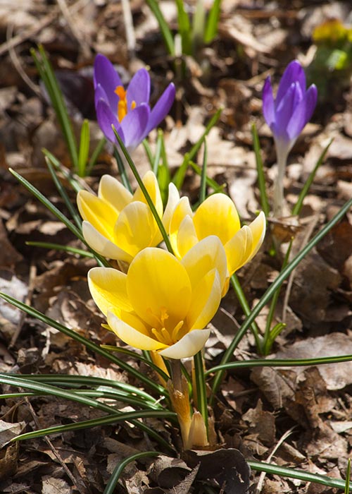 Golden Crocuses