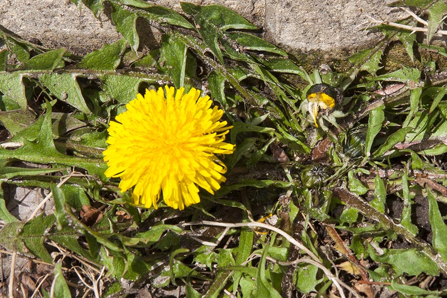 the Very First Dandelion