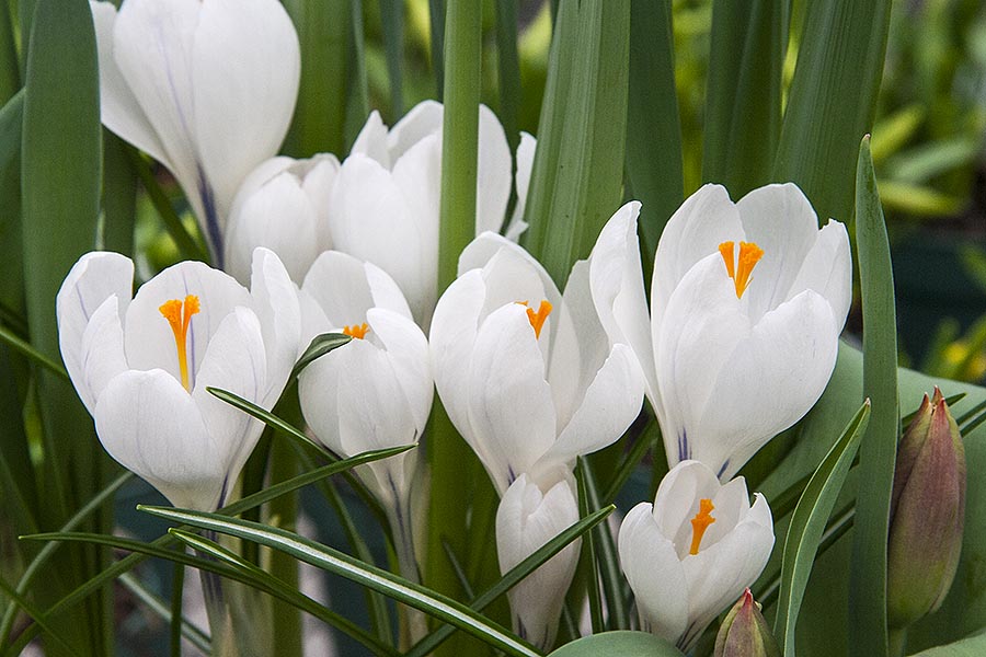 White Crocuses