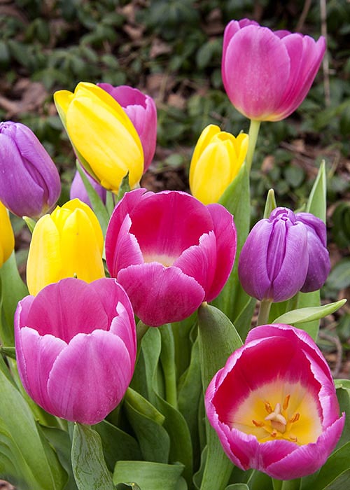 More Anniversary Tulips