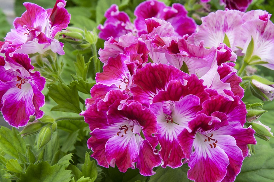 Martha Washington Geraniums
