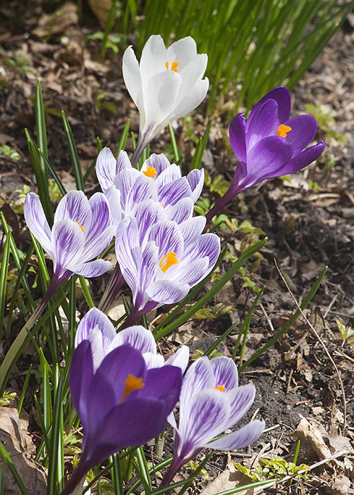 Crocuses Along the Front Walk