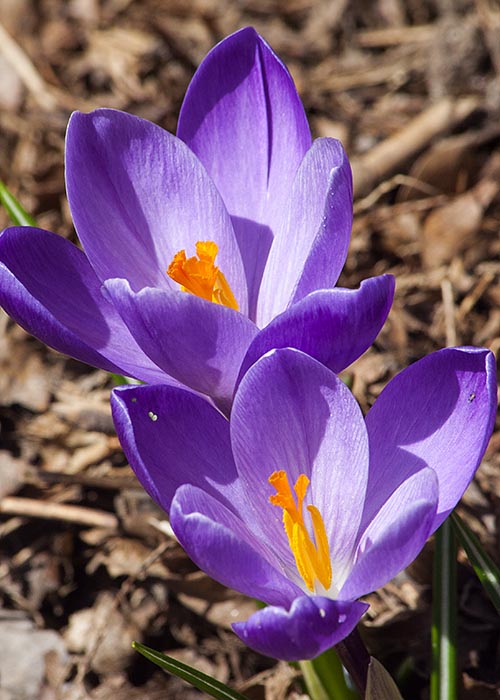 Purple Crocuses