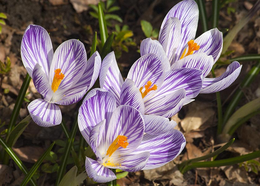 Striped Crocuses