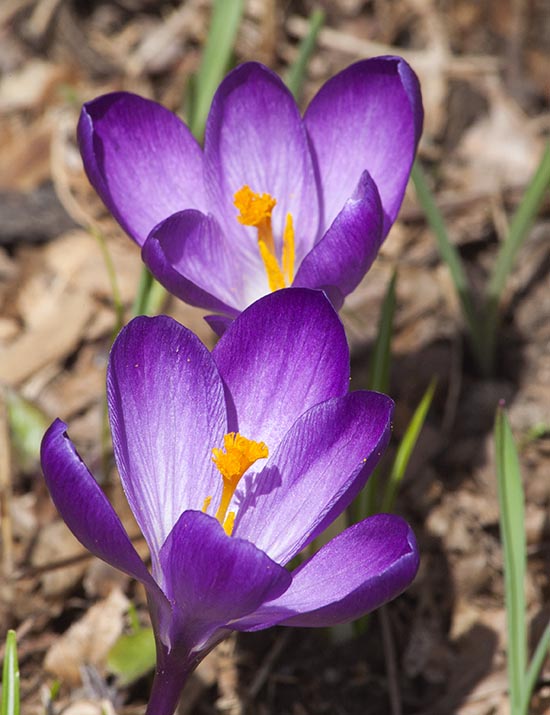More Purple Crocuses