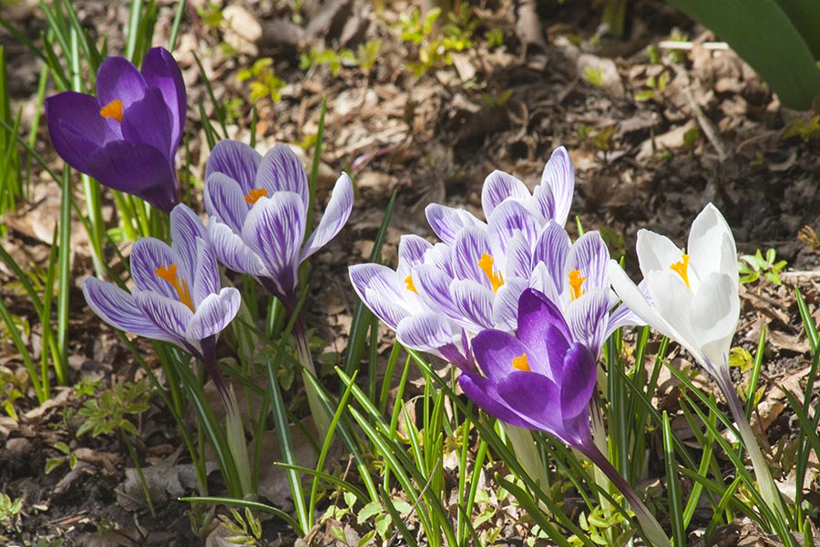Group of Crocuses