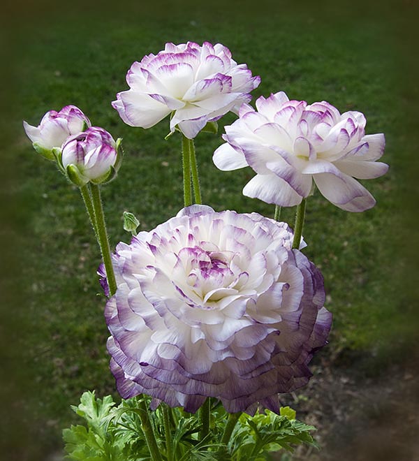 Ranuncula Buds Starting to Open