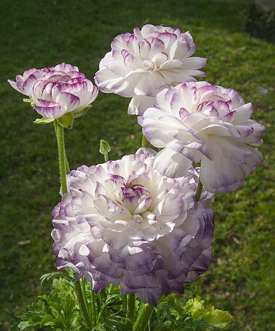 Buds Opening Further