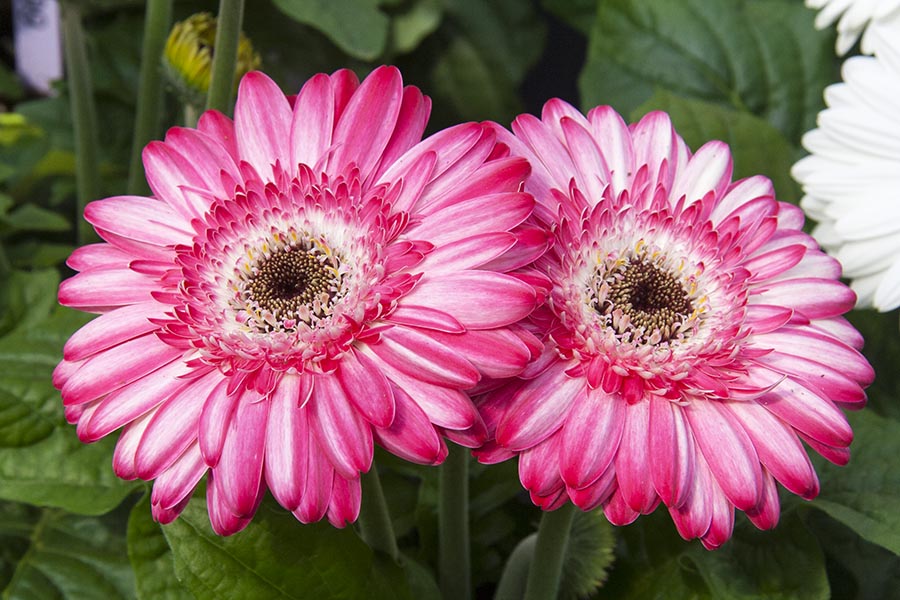 Pink Gerbera Daisies
