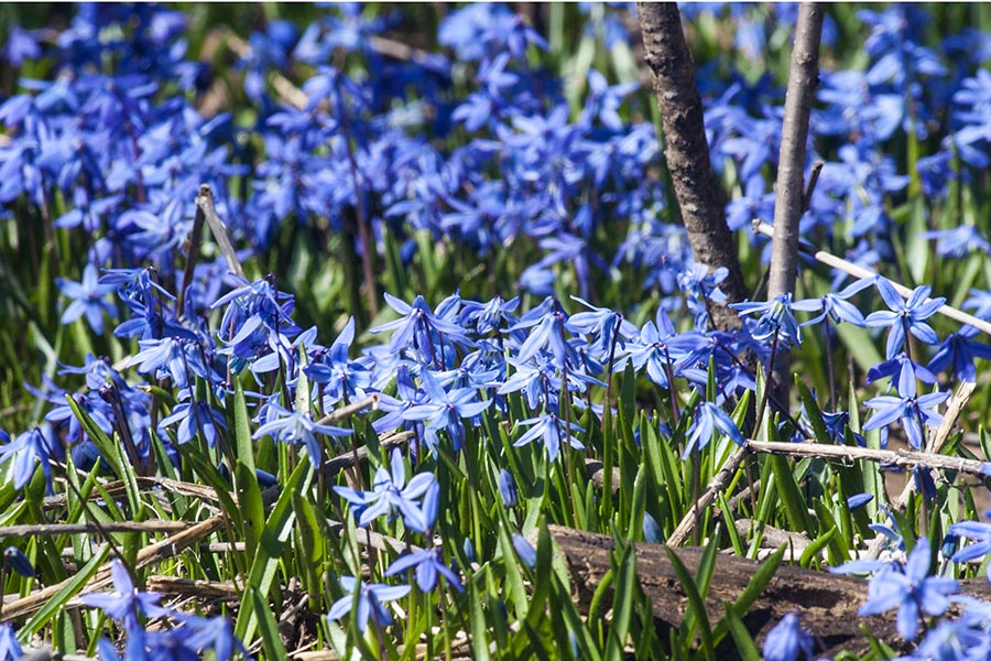 Blue Scillas