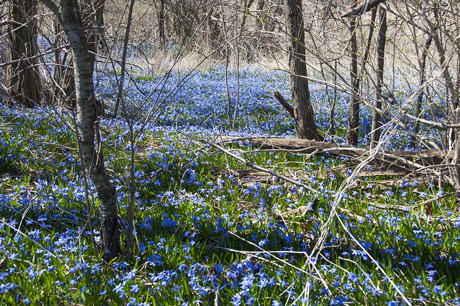 Scillas Among the Trees