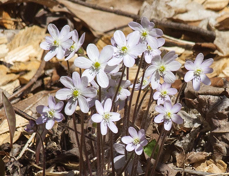Hepatica in the Woods
