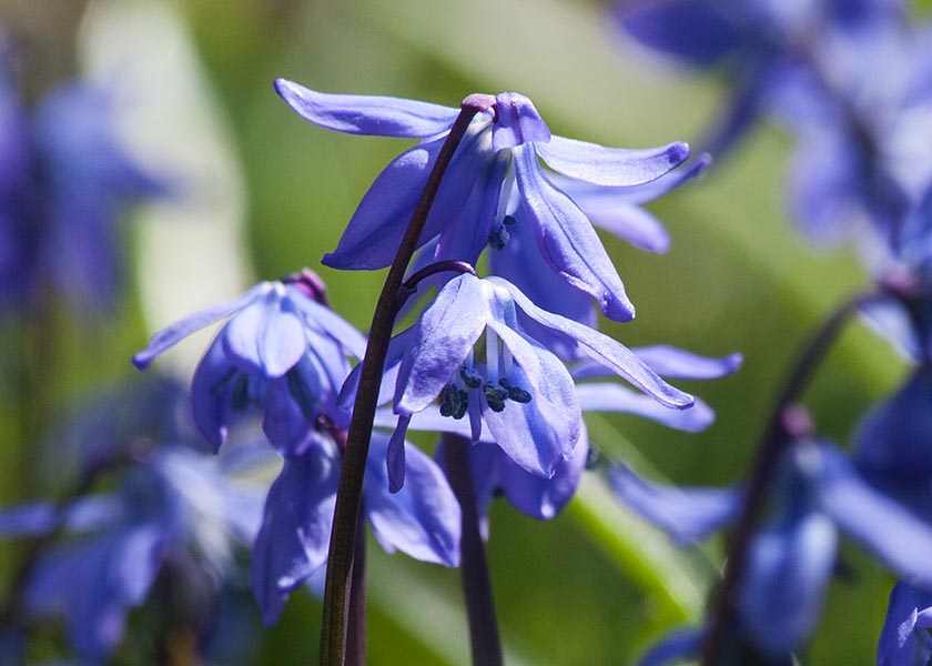 Scilla Close Up